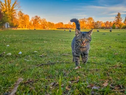 Cat in the green grass in spring looking in the camera. Stock Photos