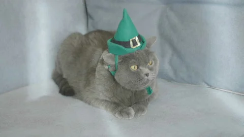 Cat in green hat Celebrates St. Patrick's Day. Cat in hat. Stock Footage 85641925