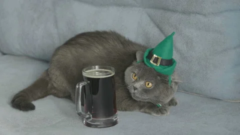 Cat in green hat Celebrates St. Patrick's Day near beer. Stock Footage 85643164