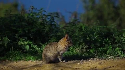A cat in the green nature. Stock Footage 148664509
