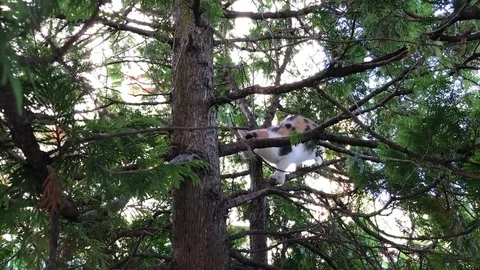 Cat on green pine Stock Footage 82688684