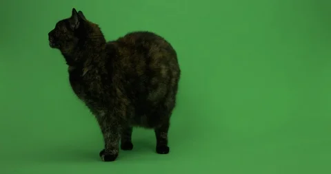 Cat on green screen, Chroma key, Tortoiseshell Cat 2 Stock Footage 125492686
