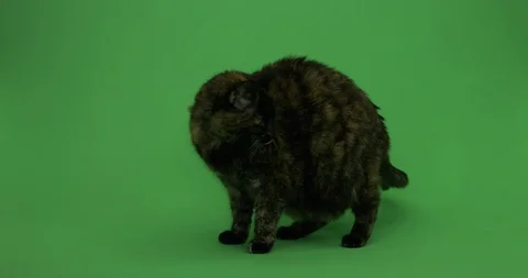Cat on green screen, Chroma key, Tortoiseshell Cat 1 Stock Footage 125492765