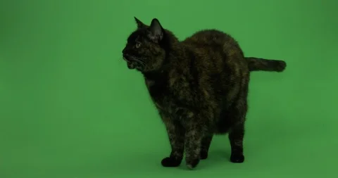 Cat on green screen, Chroma key, Tortoiseshell Cat 3 Stock Footage 125492914