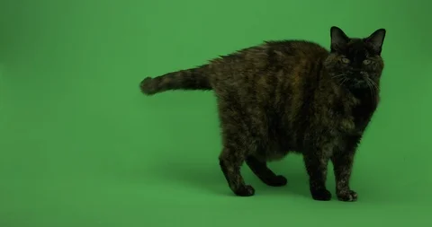 Cat on green screen, Chroma key, Tortoiseshell Cat 4 Stock Footage 125492939