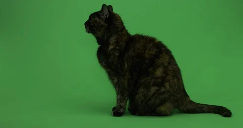 Cat on green screen, Chroma key, Tortoiseshell Cat 5 Stock Footage 125493068