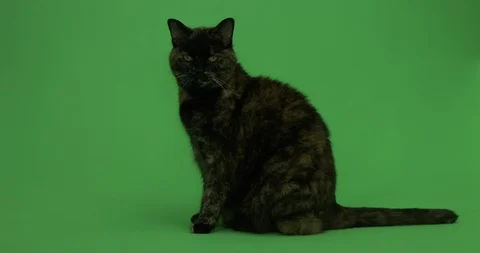 Cat on green screen, Chroma key, Tortoiseshell Cat 6 Stock Footage 125493123