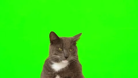 Cat on green screen chromakey. Gray cat isolated on greenscreen. Feline is Vidéo 279143559
