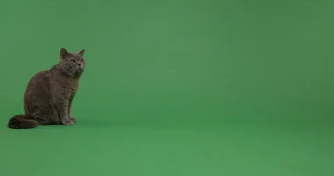 Cat on a green screen Stock Footage 102967471