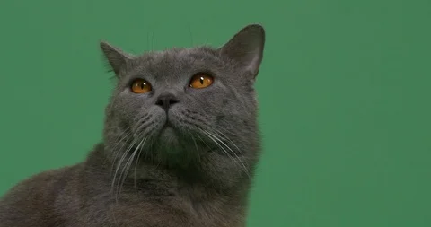 Cat on a green screen Stock Footage 102985059