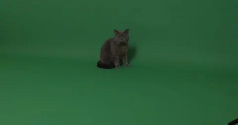 Cat on a green screen Stock Footage 102985591