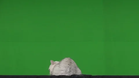 Cat green screen Stock Footage 125867212