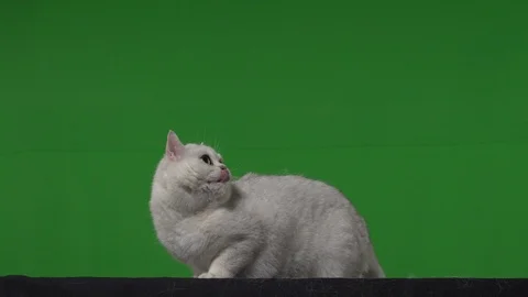 Cat green screen Stock Footage 125867284
