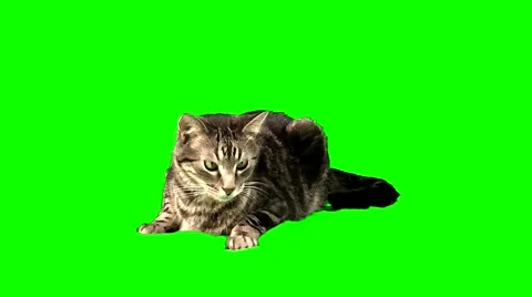 Cat - Green Screen - HD - 60fps 動画素材 40173781