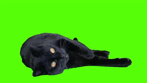 Cat on green screen, looking at camera, lays, keying animal, 4K Vidéo 158604159