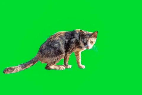 The cat on the green screen Stock Photos