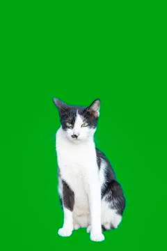 The cat on the green screen Stock Photos
