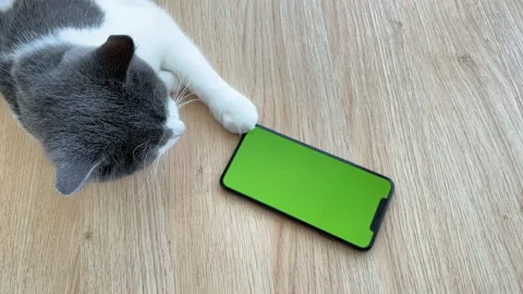 Cat with green screen telephone lying on a wooden background. Stock-Footage 154551095