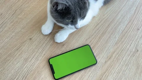 Cat with green screen telephone lying on a wooden background and looking up. Stock Footage 154773568