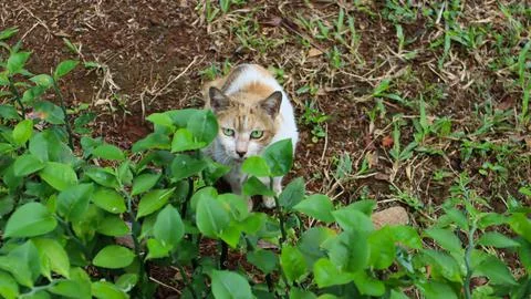 Cat, green tree and leaf texture Stock Photos