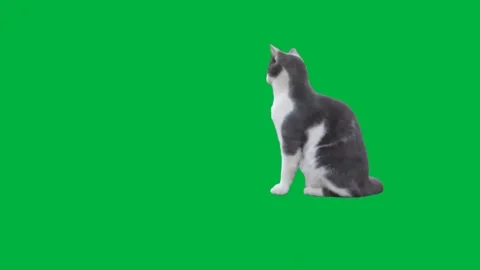 Cat Greenscreen 111 Stock-Footage 198652881