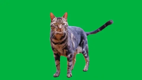 Cat Greenscreen 23 Stock-Footage 198585485