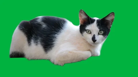 Cat Greenscreen 25 Stock Footage 198585482