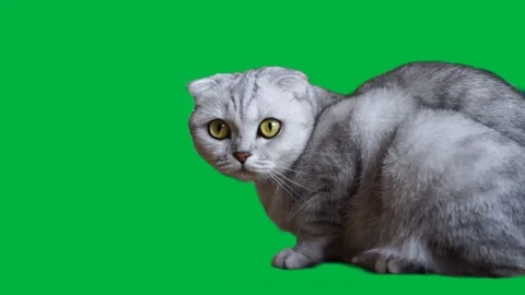 Cat Greenscreen 41 Stock Footage 198585520