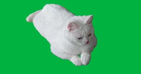 Cat Greenscreen 52 Stock Footage 198617474