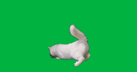 Cat Greenscreen 54 Stock Footage 198617458