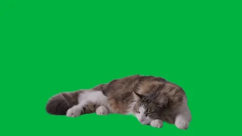 Cat Greenscreen 58 Stock-Footage 198617487