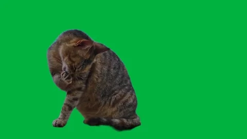 Cat Greenscreen 66 Stock Footage 198652780
