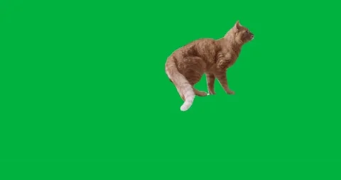 Cat Greenscreen 78 Stock Footage 198652786