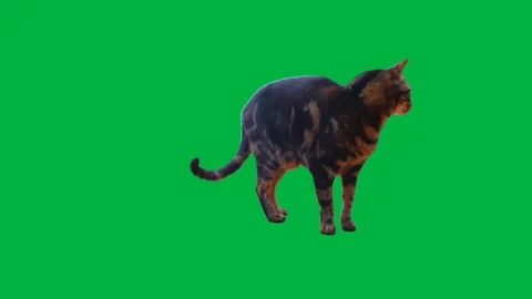 Cat Greenscreen 80 Stock Footage 198652792