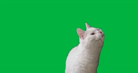 Cat Greenscreen 96 Stock-Footage 198652863