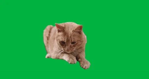 Cat Greenscreen104 Stock Footage 198652871