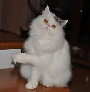 Cat greeting Stock Photos