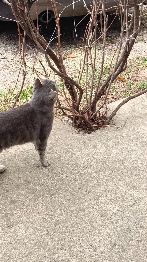 Cat grey playing around Video stock 291669900