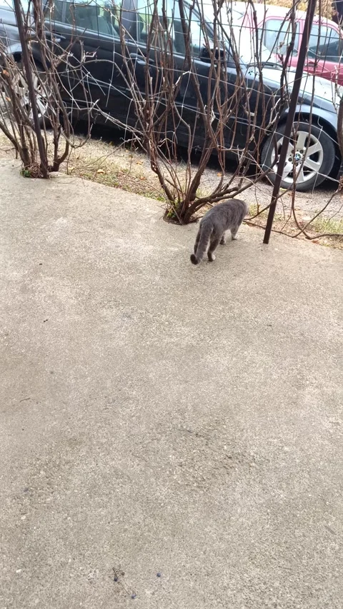 Cat grey playing around Video stock 291674901