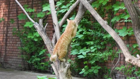 Cat grinding paws on tree trunk Video stock 197924471
