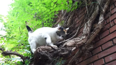 The cat grinds its paws on the branches and trunks Stock Footage 160475775