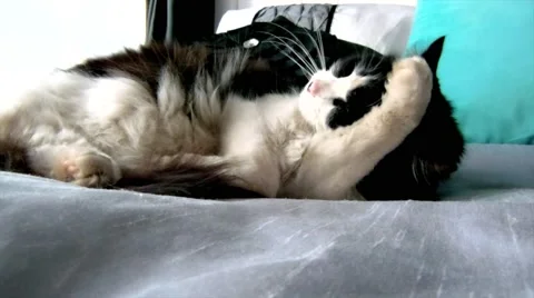 Cat Grooming and Playing Video stock 41727294