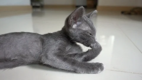 Cat Grooming cleaning Stock Footage 96015577