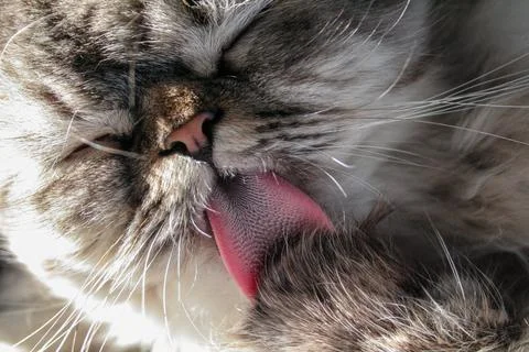 Cat Grooming Close-Up Stock Photos