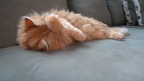 Cat grooming on a couch Stock Footage 133665932