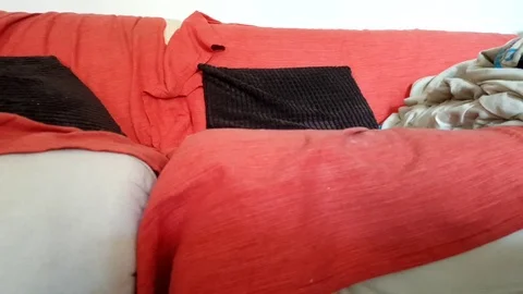 Cat grooming Stock-Footage 87163025