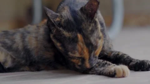 Cat grooming Stock Footage 253346990