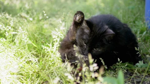 Cat Grooming in the Grass Stock Footage 293203826