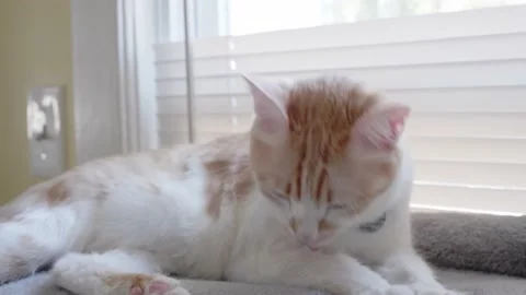 Cat grooming herself by the bright window Stock Footage 138847967