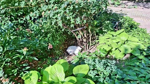 Cat Grooming Its Paws While Hidden Among Lush Garden Bushes Stock Footage 339758808